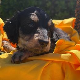 Tony - Black and tan male Dachshund puppy in Hanford, California from Cooper Gals Doxies