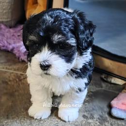 Moomoo - Black and white female Havanese puppy in Batesville, Arkansas from Hillbilly Havanese