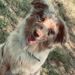 Australian Shepherds from M Farms