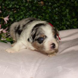 Nugget - Blue merle male Australian Shepherd puppy in Placerville, California from BFF Aussies