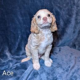 Ace - Silver male Cockapoo puppy in Sunset, Louisiana from Cano Cockapoos