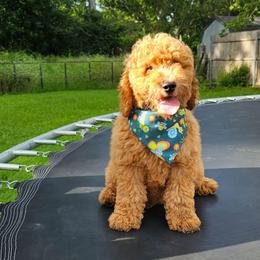 Nutmeg- Blue Collar - Red  male Goldendoodle puppy in Bonham, Texas from Happy Valley Puppies