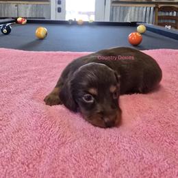 Cocoa - Chocolate and tan female Dachshund puppy in Cedar City, Utah from Country Doxies