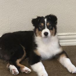 Australian Shepherd, Mastiff, and Miniature American Shepherd Puppies from Ashber Farm