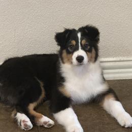 Australian Shepherd, Mastiff, and Miniature American Shepherd Puppies from Ashber Farm