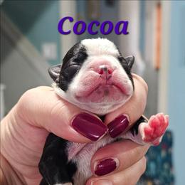 Cocoa - Black and white female Boston Terrier puppy in Columbus, Ohio from Bryn's AKC Bostons