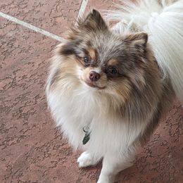 Odin - Pomeranian