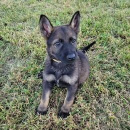 Winston (Yellow male) - Sable male German Shepherd puppy in Winchester, Kentucky from Del Lago Canine