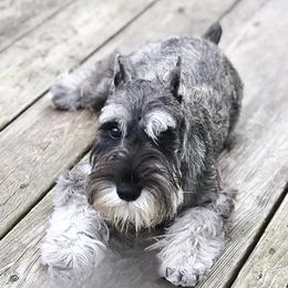 Miniature Schnauzer Puppies from MoonShadows Miniature Schnauzers
