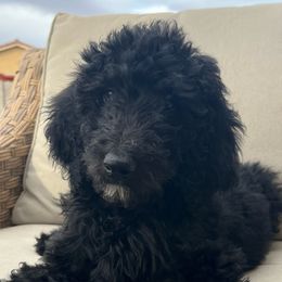 Blue Puppy - Black Labradoodle puppy in Kingman, Arizona from The Dood Ranch