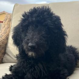 Blue Puppy - Black Labradoodle puppy in Kingman, Arizona from The Dood Ranch