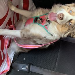 Luna - Miniature Australian Shepherd