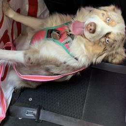 Luna - Miniature Australian Shepherd