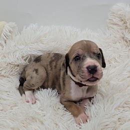 Shock - Merle female Great Dane puppy in Caldwell, Idaho from Miner's Dynamic Danes
