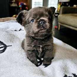 Fluffy - White and brindle female French Bulldog puppy in Lancaster, Ohio from FarmHouse Frenchies
