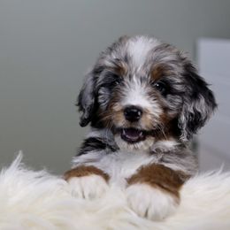Aussiedoodle Puppies from Crystal Ridge Doodles