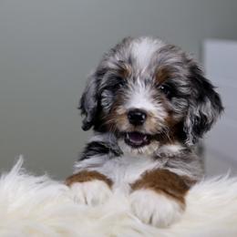 Aussiedoodle Puppies from Crystal Ridge Doodles