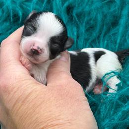 Pongo - Black and tan male Chihuahua puppy in Franklin, North Carolina from A&J Cutie Pawtooties