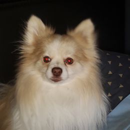 Jasper - Pomeranian