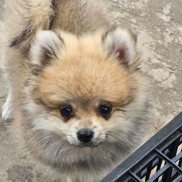Jacob - Wolf sable male Pomeranian puppy in Laredo, Texas from SASH Poms