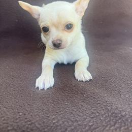Rocket - Cream male Chihuahua puppy in Polo, Missouri from Blue Tails Farm