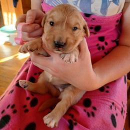 Pink - Golden female Golden Retriever puppy in Lanesboro, Minnesota from Eagle Ridge Golden Retrievers