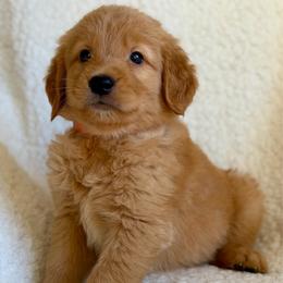 Fanta - Dark golden male Golden Retriever puppy in La Verne, California from 4LoveofGoldens