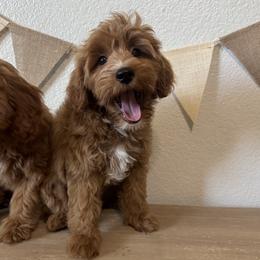 Rocky - Red male Cavapoo puppy in Mesa, Arizona from Pedersendoodles