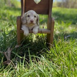 Sunny - Cream male Dachshund puppy in Squires, Missouri from Hudson’s Hounds