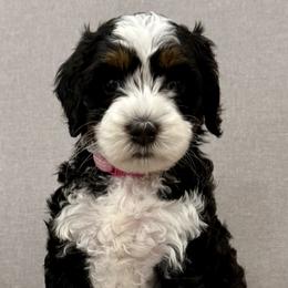 Australian Labradoodle Puppies from Napa Valley Australian Labradoodles