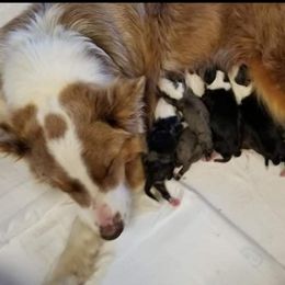Australian Shepherd Puppies from Copeland's Kennels