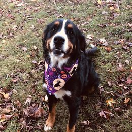 Fiona - Bernese Mountain Dog
