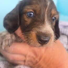 Peanut - Dapple male Dachshund puppy in Riverdale, Utah from Behive Doxies