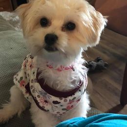Dani - Havanese