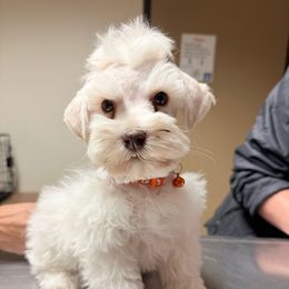 Joffrey - White male Miniature Schnauzer puppy in Menifee, California from Moonshine’s Minis