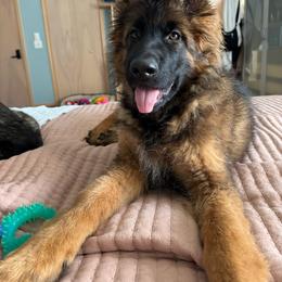 German Shepherd All Grown Up from Mächtiger Barkerheim German Shepherds