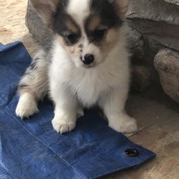 American Corgi, Companion Cross, Miniature Australian Shepherd, and Pembroke Welsh Corgi Puppies from FreckledCowgirlCorgis