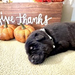 Boy 4 - Black and tan German Shepherd puppy in Grand Rapids, Michigan from Redmond German Shepherds