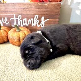 Boy 4 - Black and tan German Shepherd puppy in Grand Rapids, Michigan from Redmond German Shepherds