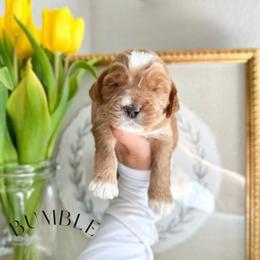 BUMBLE - Caramel red male Australian Labradoodle puppy in Palmdale, California from Heavenly Doodles