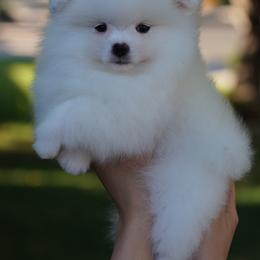 Girl 2 - White female Pomeranian puppy in Denver, Colorado from Diana's Pomeranians