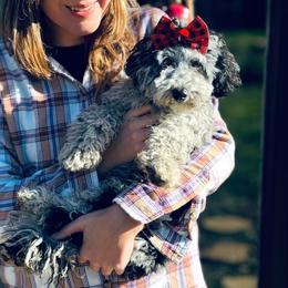Sabre - Goldendoodle