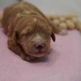 Winnie - Cream female Goldendoodle puppy in Lancaster, Pennsylvania from Henriquez Puppies