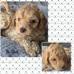 B2 (black) - Apricot male Goldendoodle puppy in Ankeny, Iowa from Iowadoodles2love