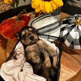 Girl 2 - Cream Dachshund puppy in Alpine, California from Christie's Doxies