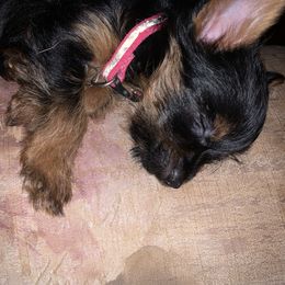 "Dixie " Yorkshire Terrier Puppies from Coursey’s Yorkies