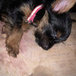 "Dixie " Yorkshire Terrier Puppies from Coursey’s Yorkies