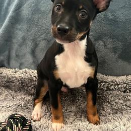 Rat Terrier puppies from SunnyValley Bostons