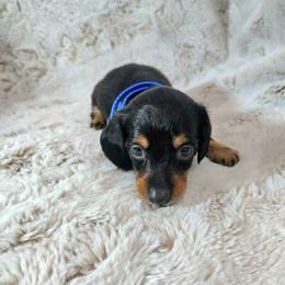 Fred - Black and tan male Dachshund puppy in Mulberry, Florida from J's Mini Dachshunds