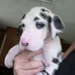 FEMALE HARLEQUIN GREEN COLLAR - Harlequin female Great Dane puppy in Hickman, Kentucky from Tidal Wave Danes